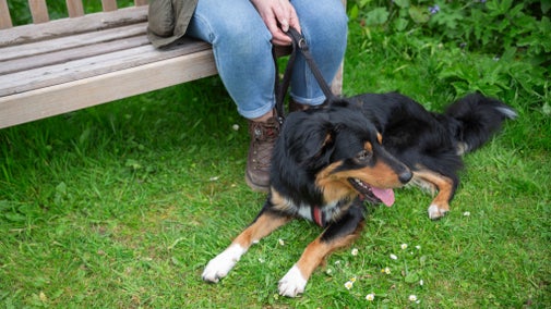 Dog and owner sitting in garden